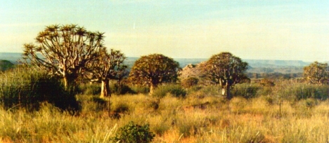 Kokerbome (Quiver trees), found in Northern Cape and southern Namibia