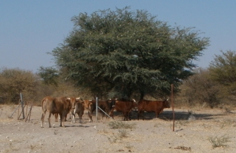 Botswana cattle
