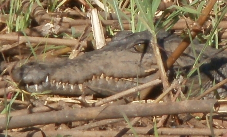 Crocodile on the bank of the Okavango River