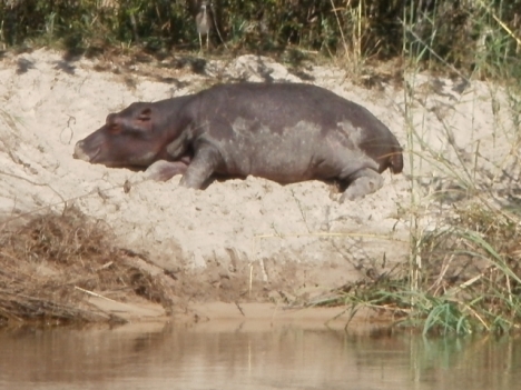 Hippo on the Okavango