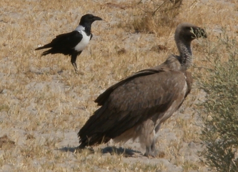 A vulture and a carrion crow