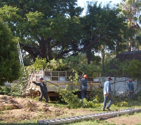 Workmen cutting up the fallen branches