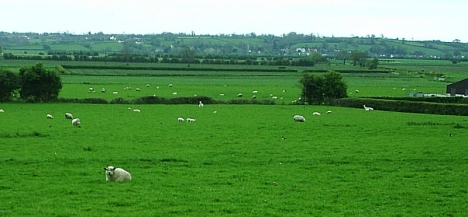 Fields at Axbridge, Somerset. Is the animal by the fience on the right a llama? 4 May 2005