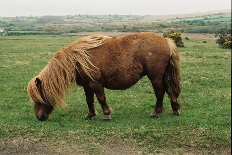 Ponies on Bodmin Moor