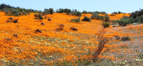 More daisies at Skilpad, Namaqualand